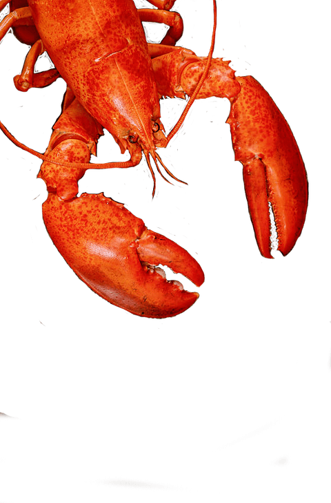 Maine_Lobster trans - Copy